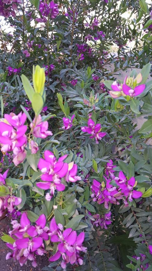 Il Giardino Del Nespolo Bed & Breakfast Alghero Bagian luar foto