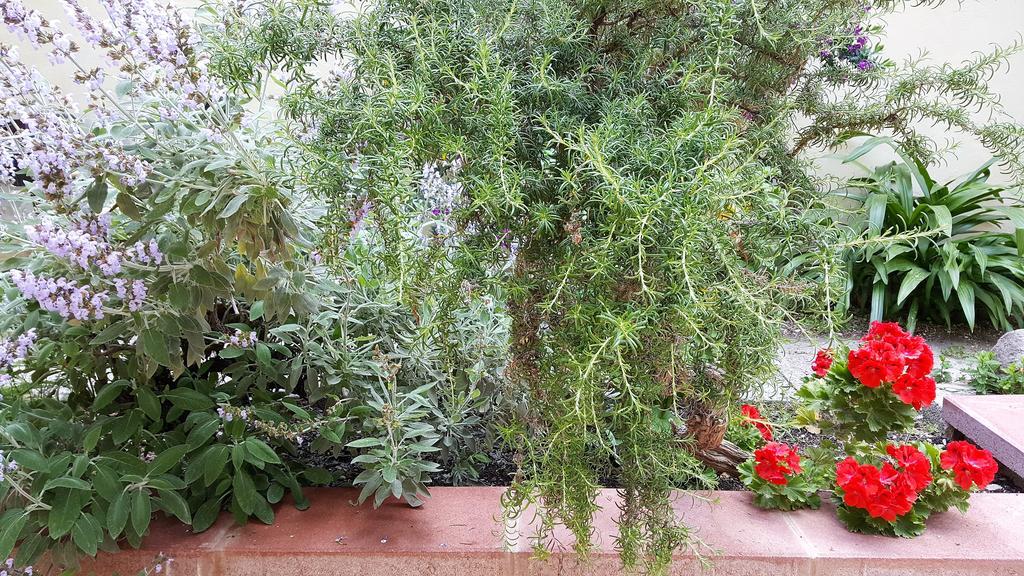 Il Giardino Del Nespolo Bed & Breakfast Alghero Bagian luar foto