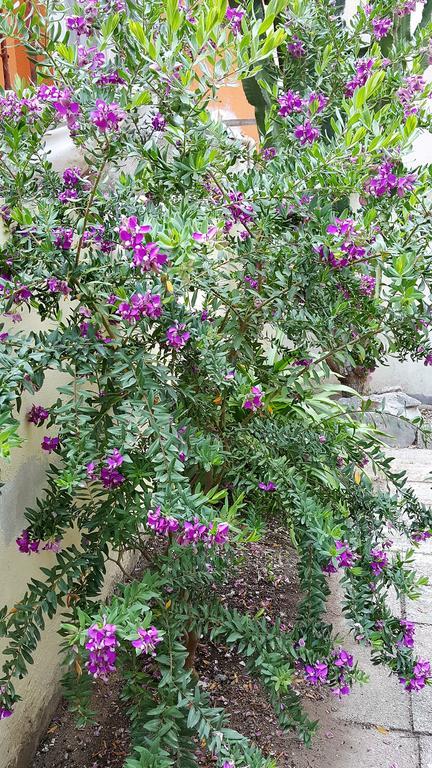 Il Giardino Del Nespolo Bed & Breakfast Alghero Bagian luar foto